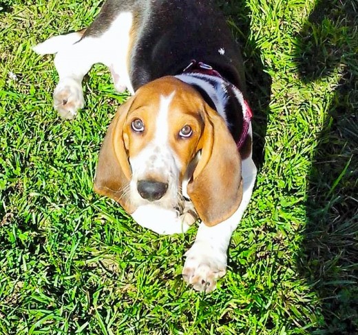 AQUI ESTABA EN EL PARQUE, LE ENCANTA SALIR A PASEAR, TODOS LOS DIAS... 
REVOLCARSE EN EL PASTO Y CORRER...